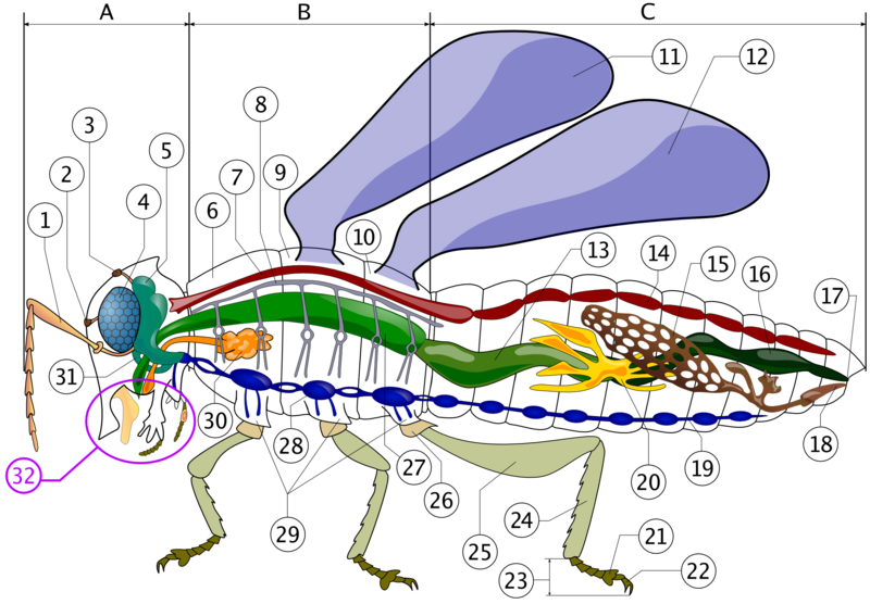 Insect anatomy diagram
