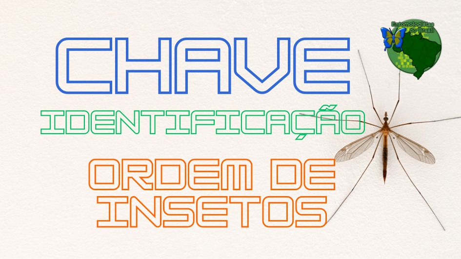 Chave identificação de insetos