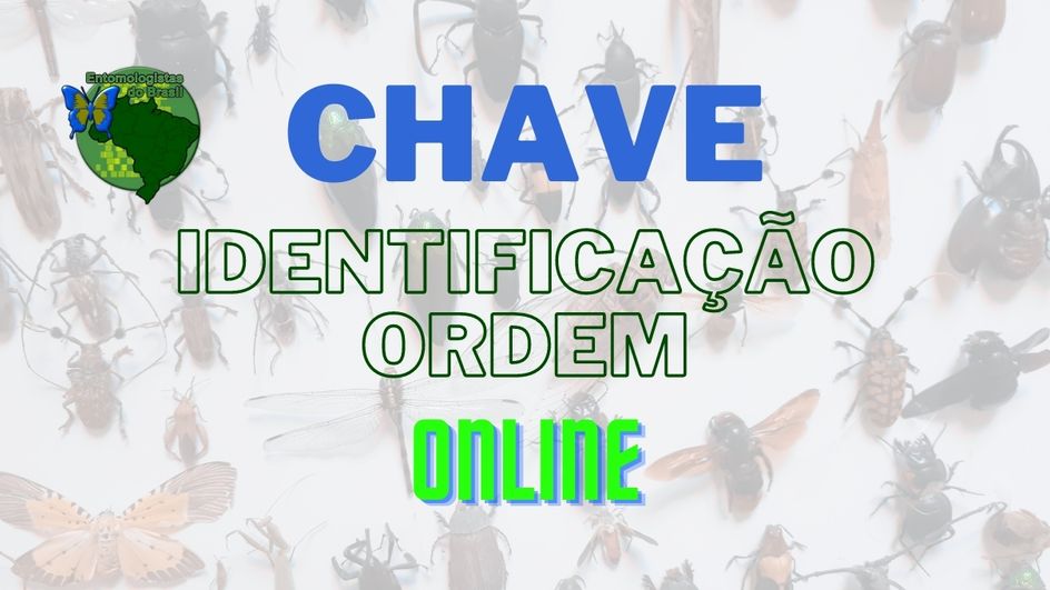 Chave identificação de insetos