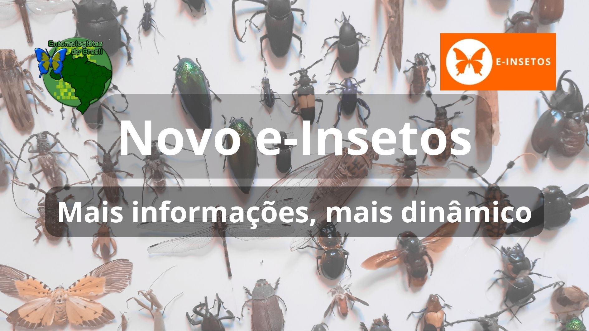 Novo e-Insetos