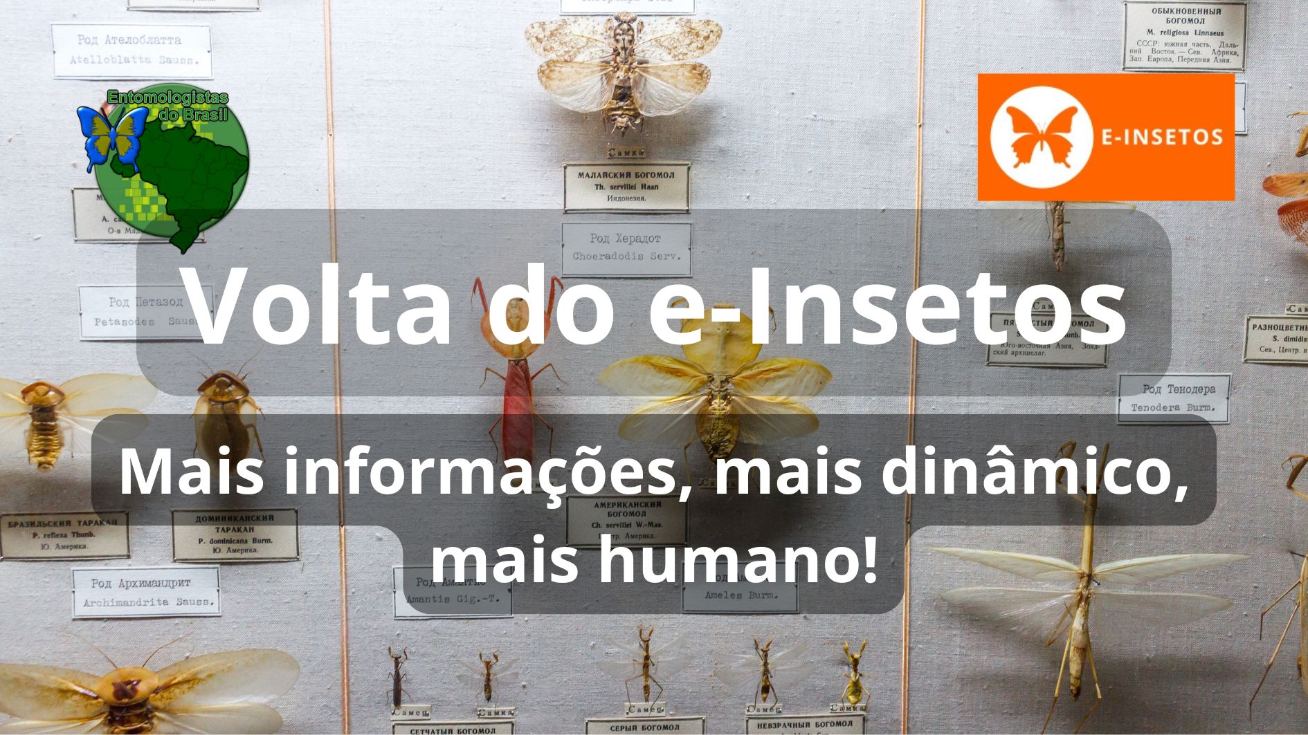 Volta e-insetos